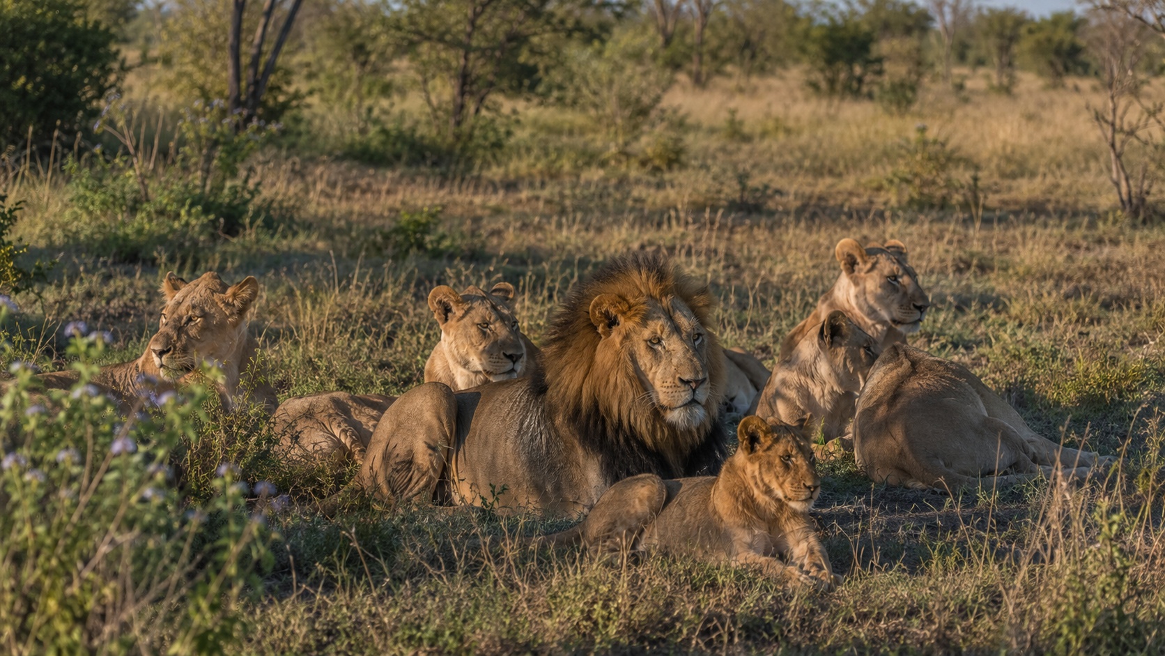 Moremi Game Reserve