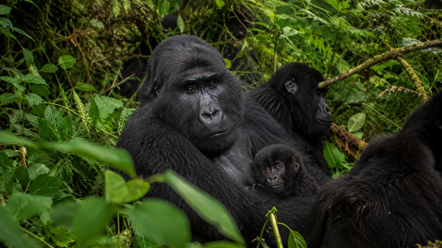 Bwindi Impenetrable Forest