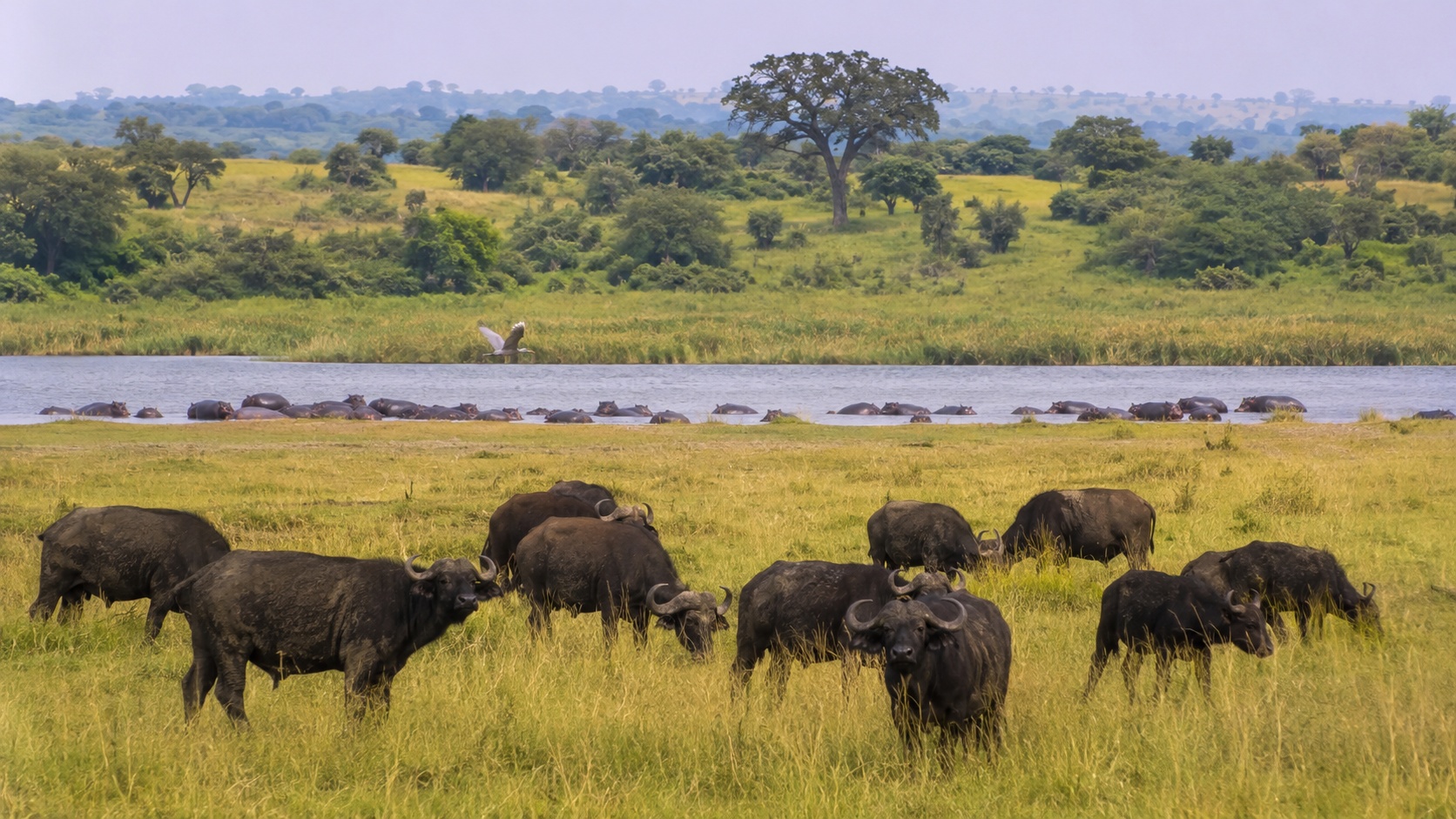 Queen Elizabeth National Park